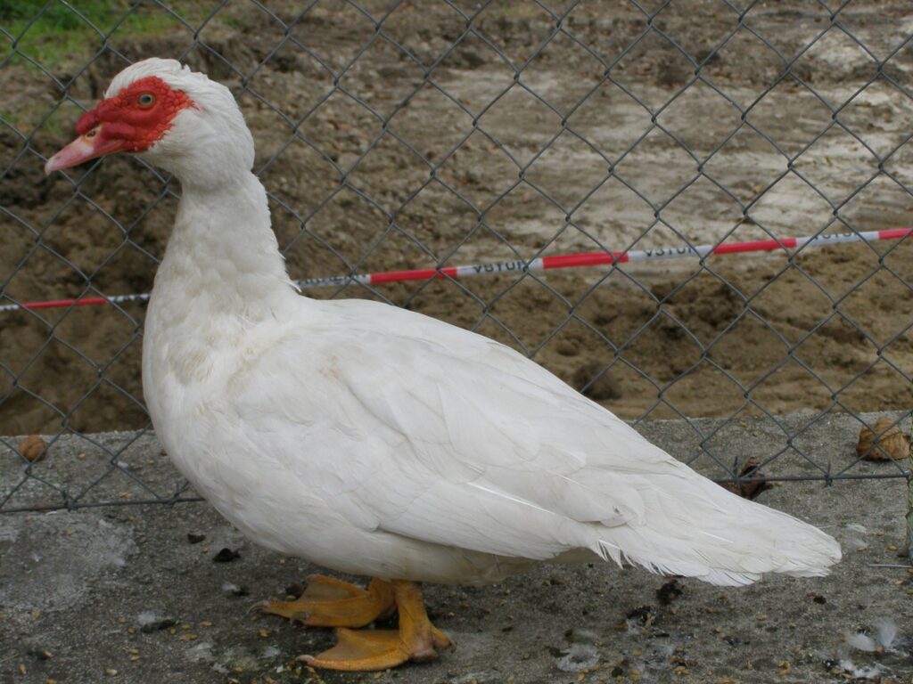 Pižmová kačica - foto autor