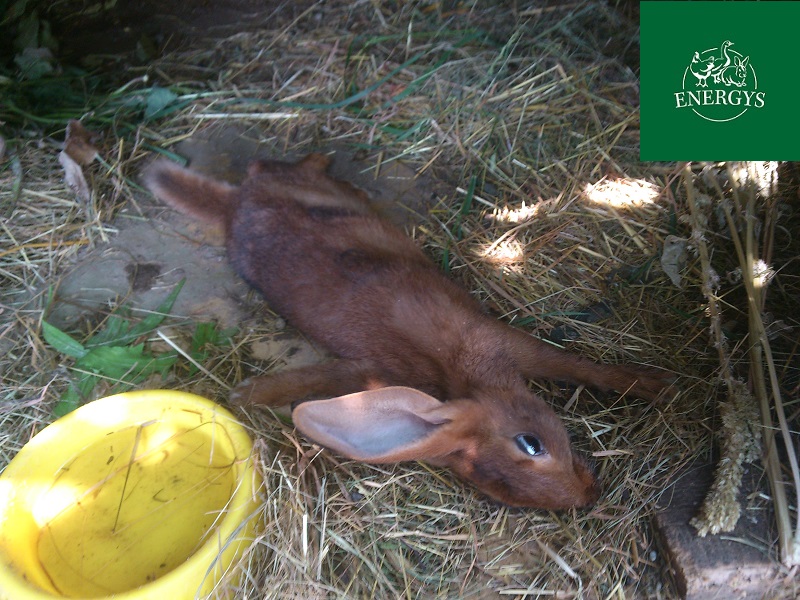 Sudden death is often described in rabbit plague 