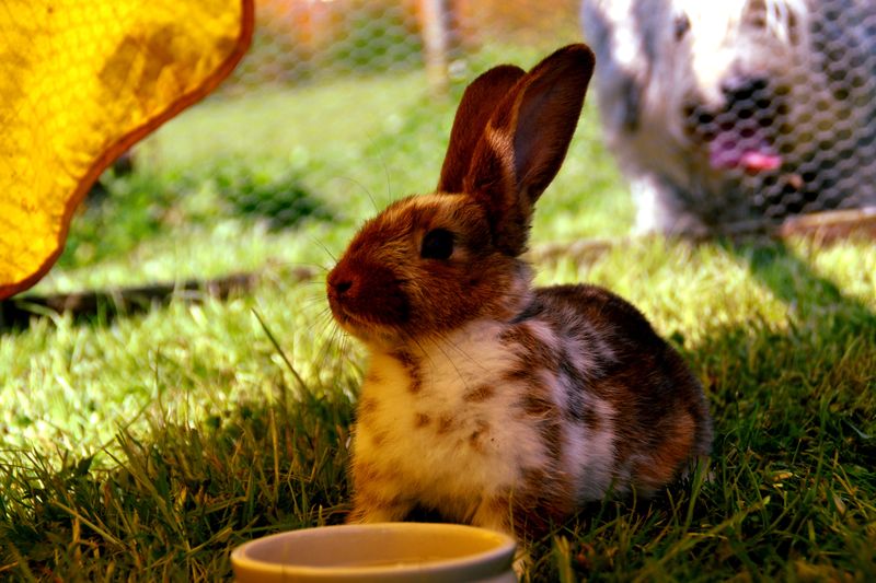 raising a rabbit