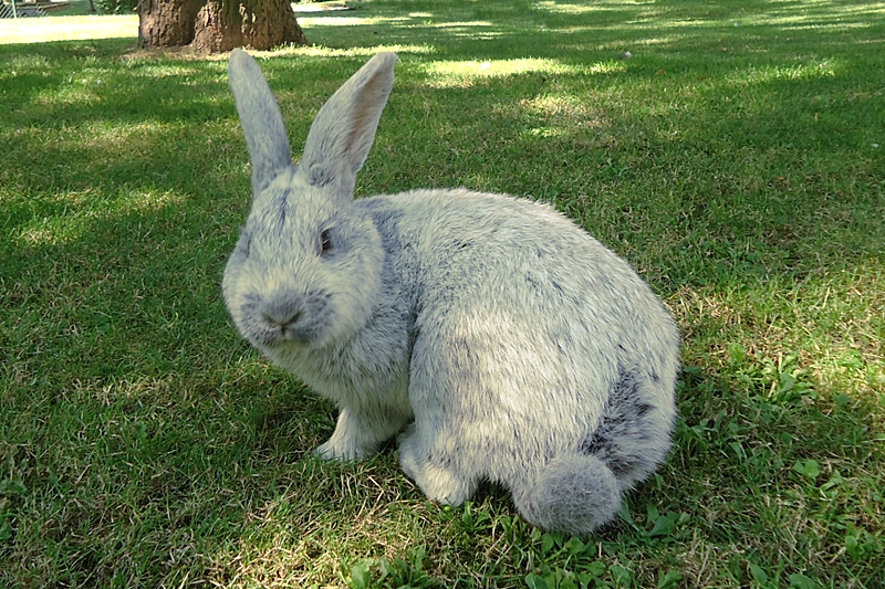 Tápok a házinyulak számára