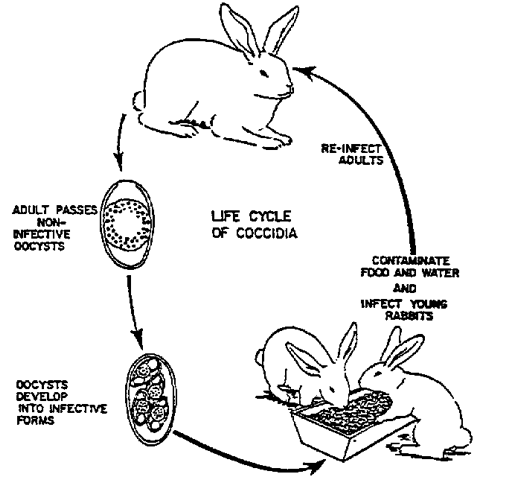 coccidiosis