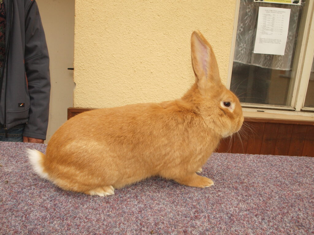 Burgundy rabbit