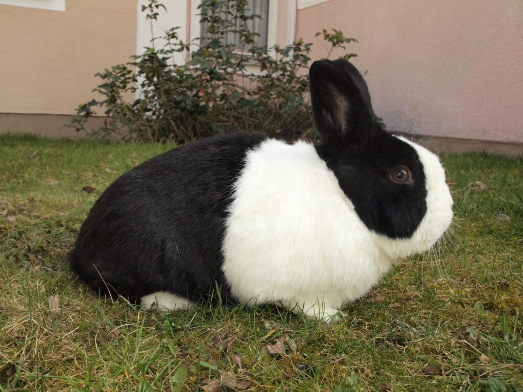 Dutch rabbit