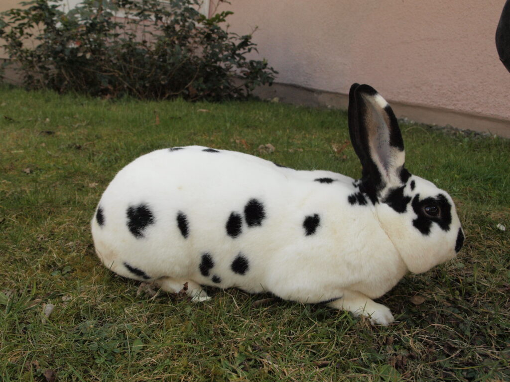 Rex Dalmatian spotted rabbit